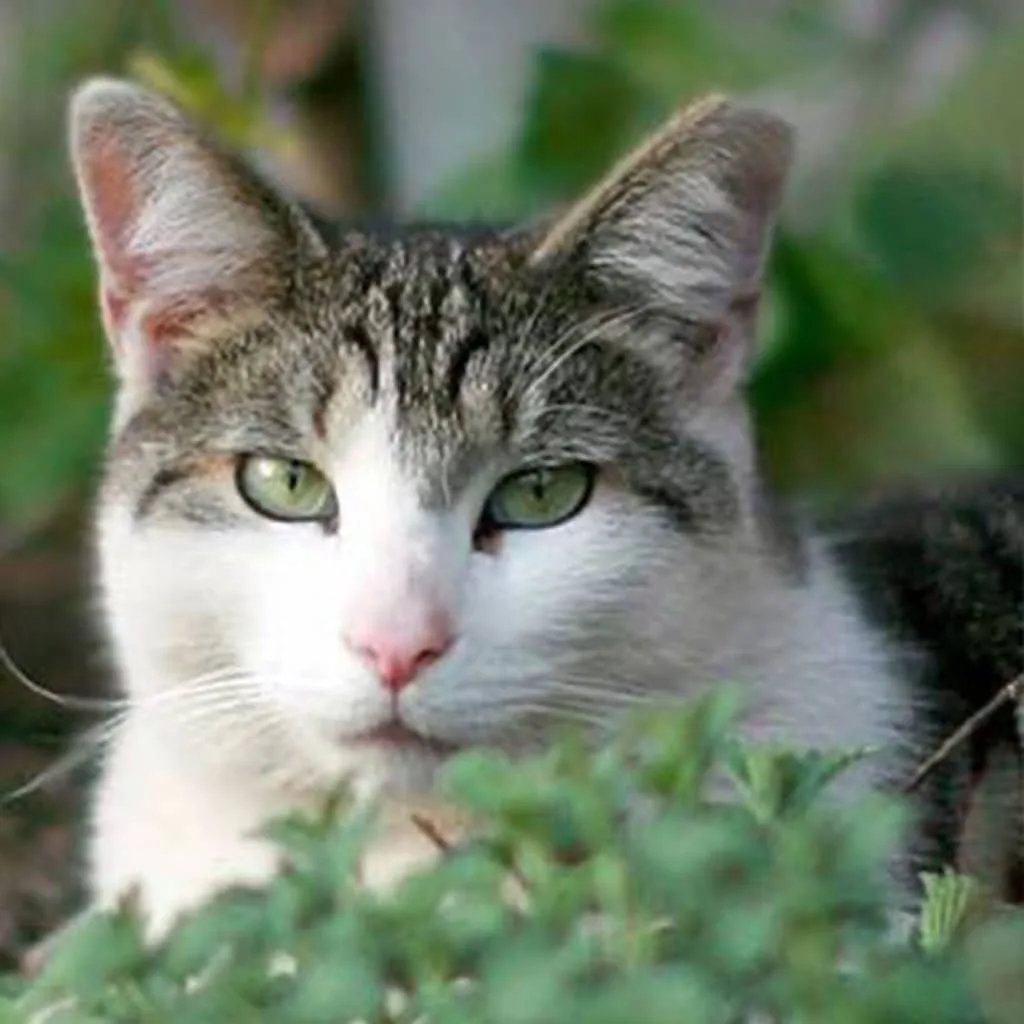 Working cat available at SAVE shelter