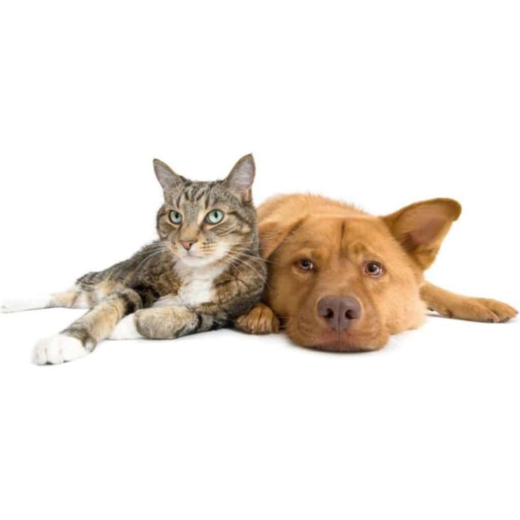 Adoption application