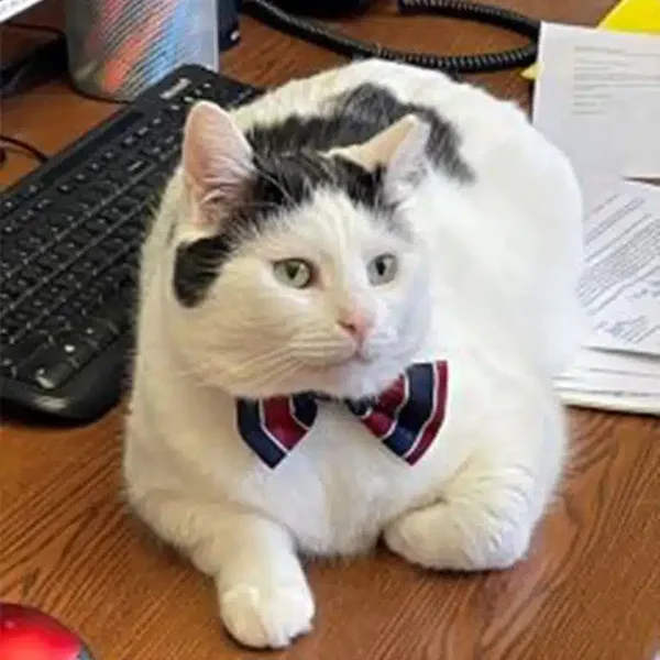 Aries — Canine Compatibility Consultant