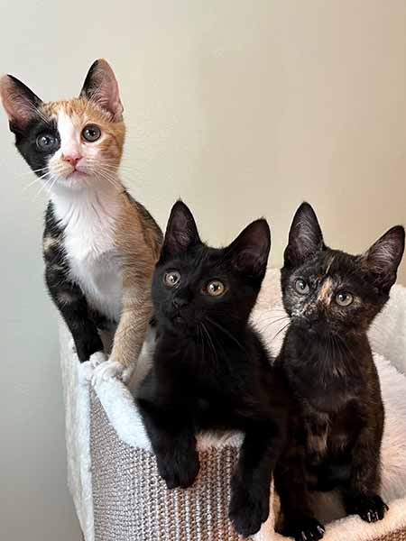 Pet available for rehoming