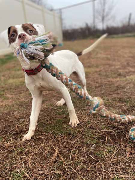 Pet available for rehoming