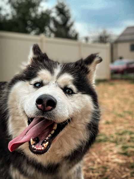 Pet available for rehoming
