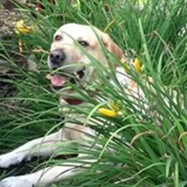 Donna Alfieri, DVM — Shelter Veterinarian