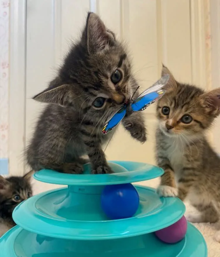 Foster kittens at SAVE animal shelter