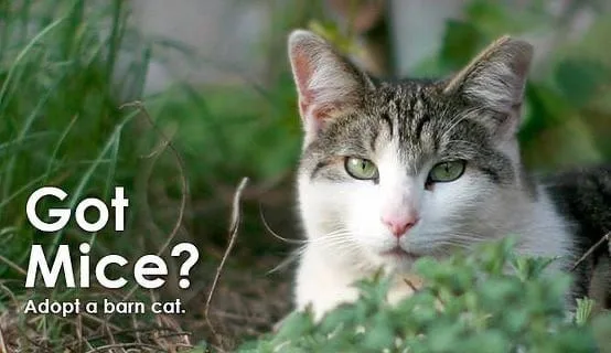 Got Mice working cat program