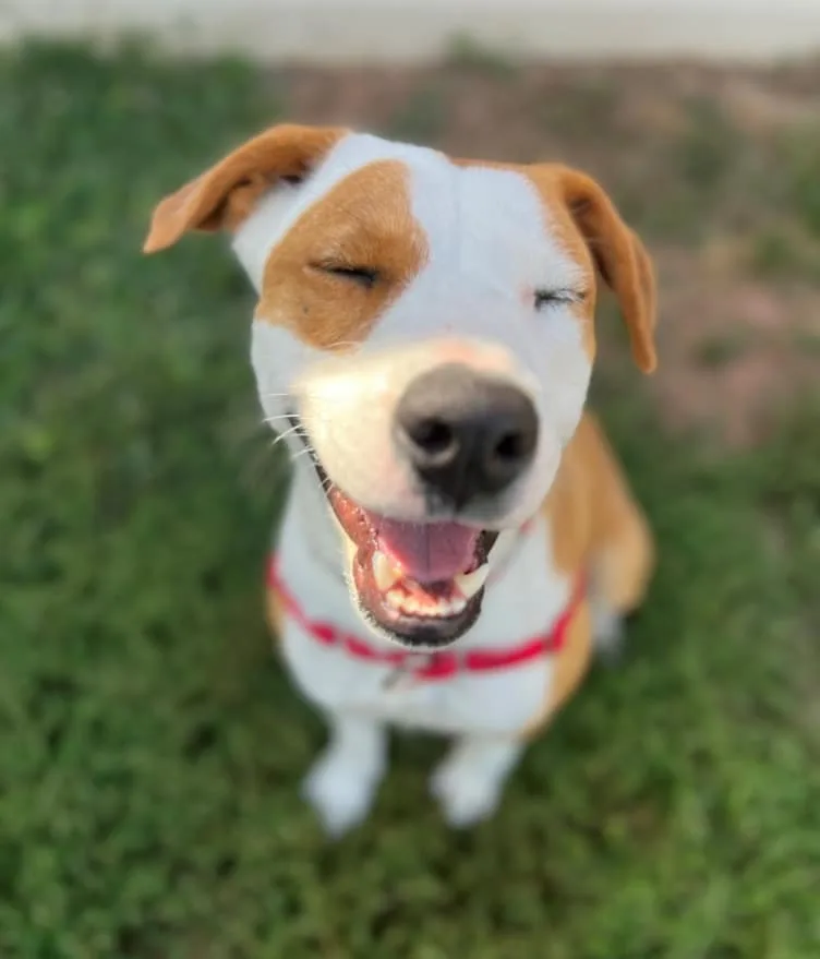 Happy Juniper