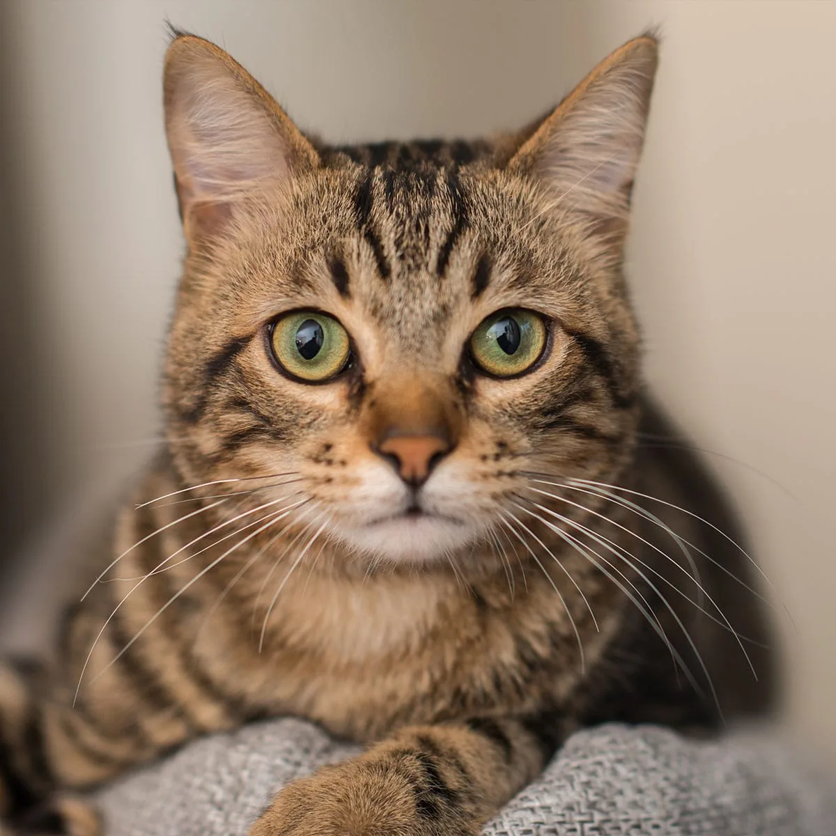 Adoptable cat at SAVE shelter