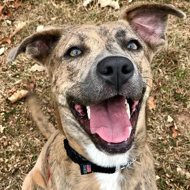 Sebastian — SAVE shelter dog
