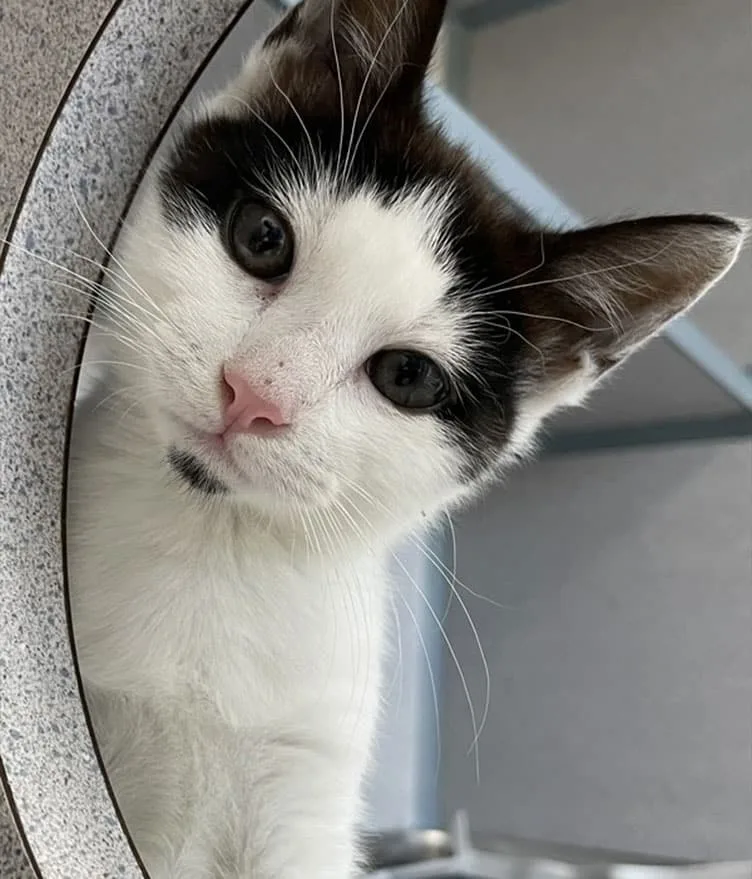 Shakespurr the cat