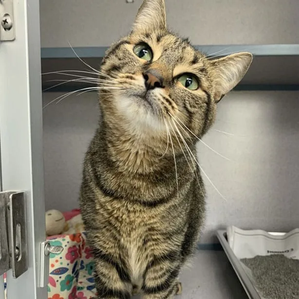 Sonya, a shelter animal at SAVE