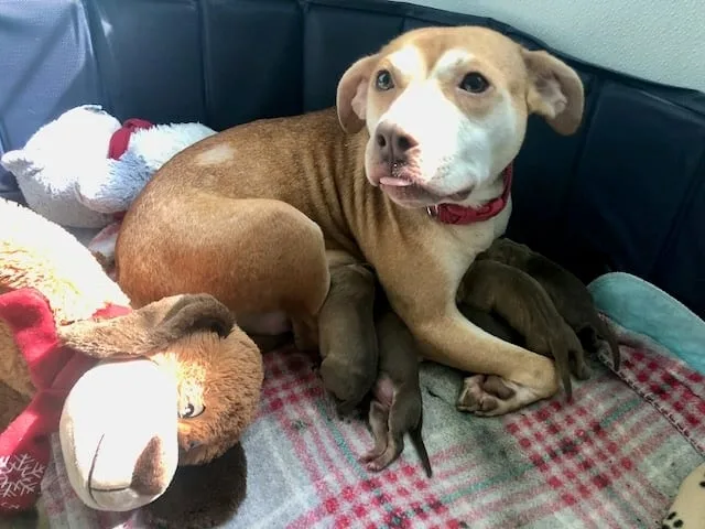 Cinnabun the dog with puppies at SAVE animal shelter