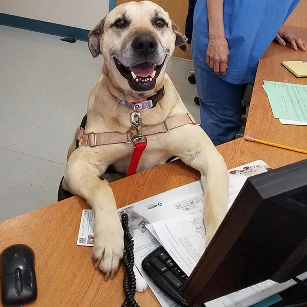 Dog sitting at a desk
